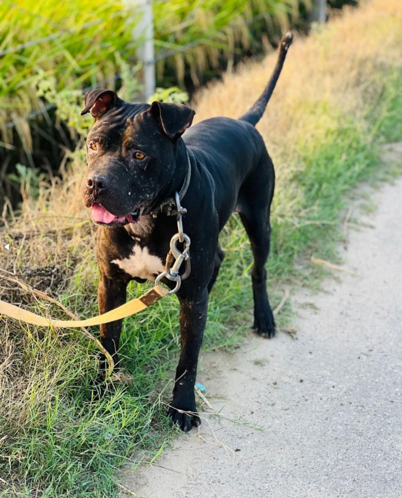 Photo of the dog