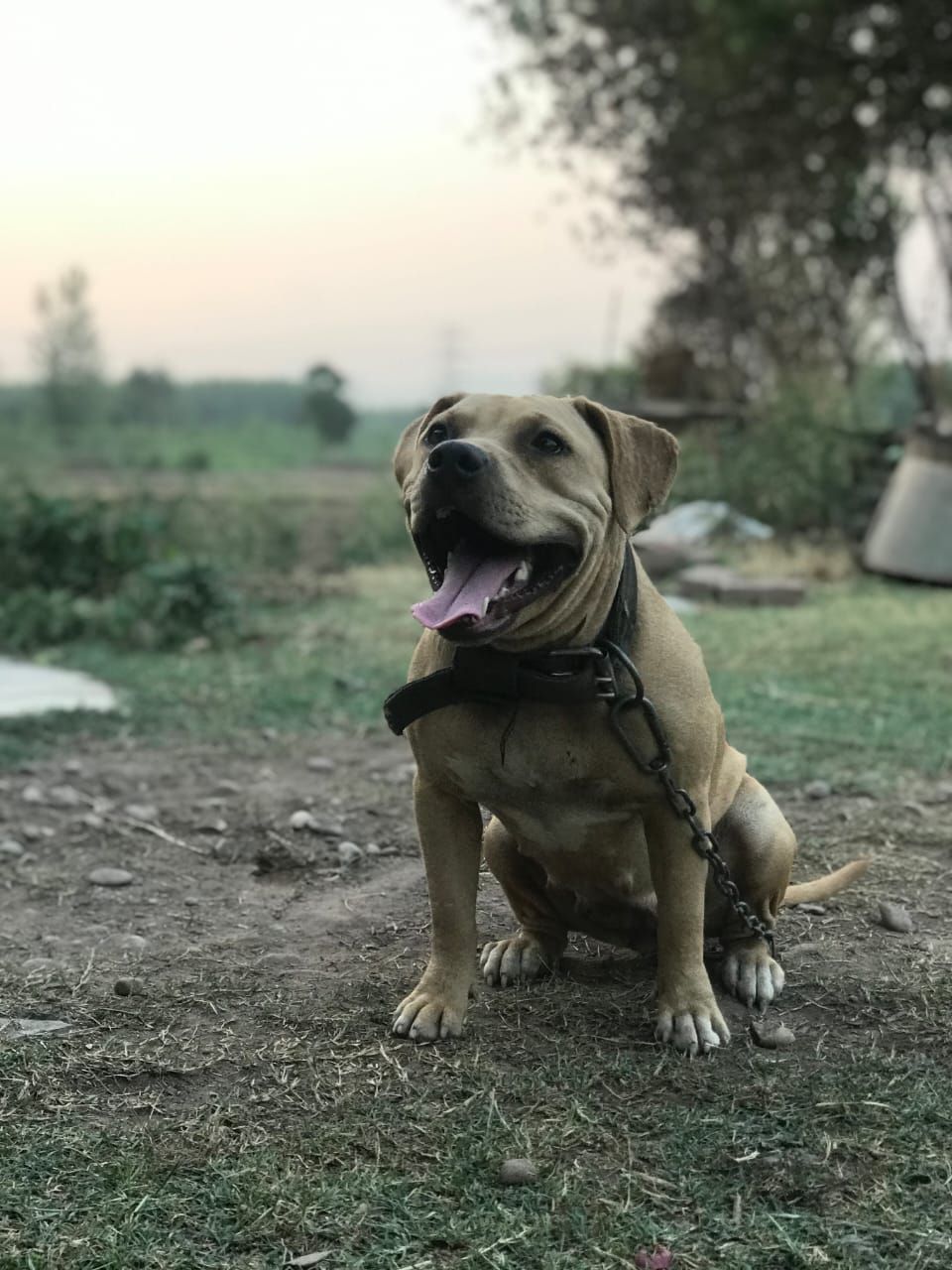 Photo of the dog
