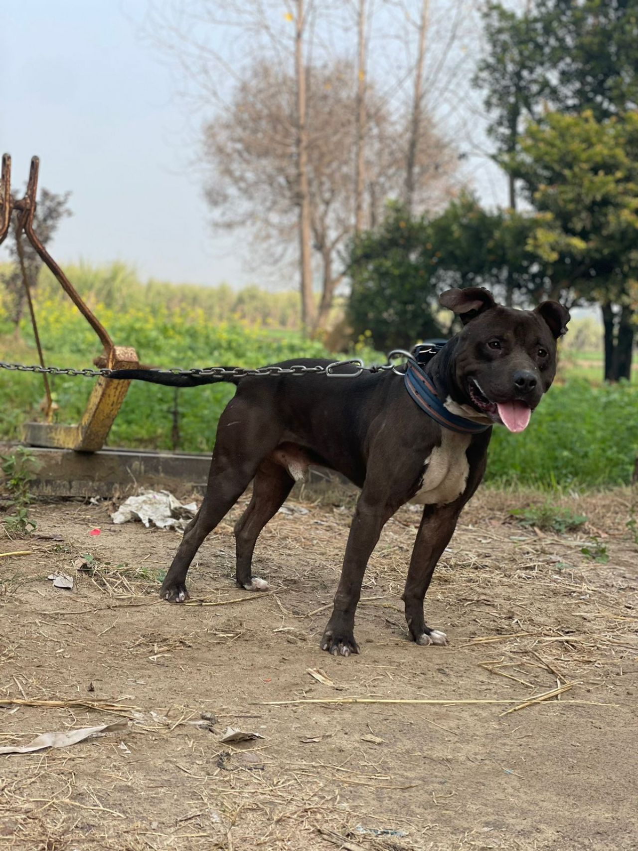 Photo of the dog