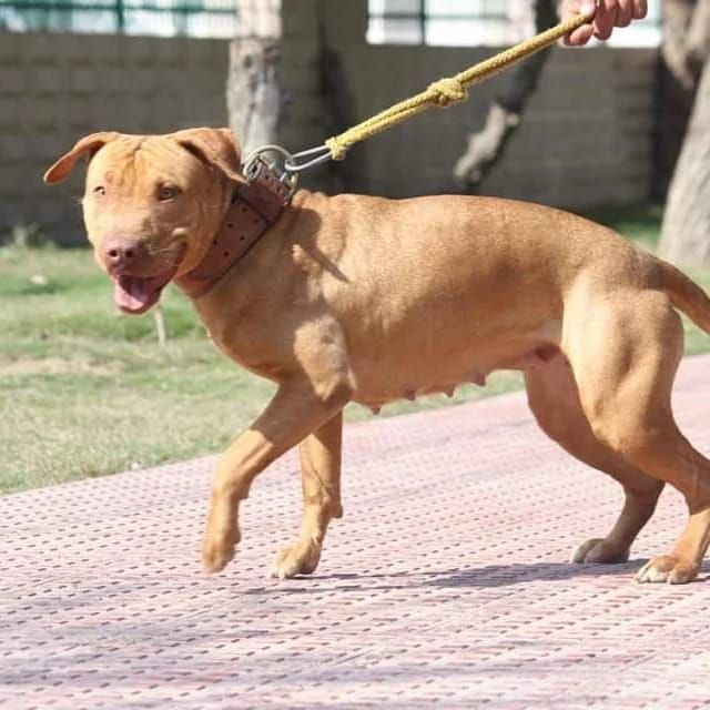 Photo of the dog