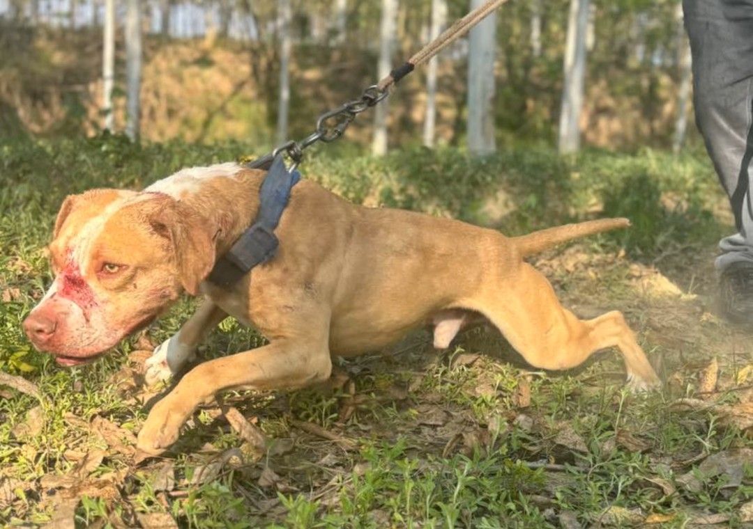 Photo of the dog