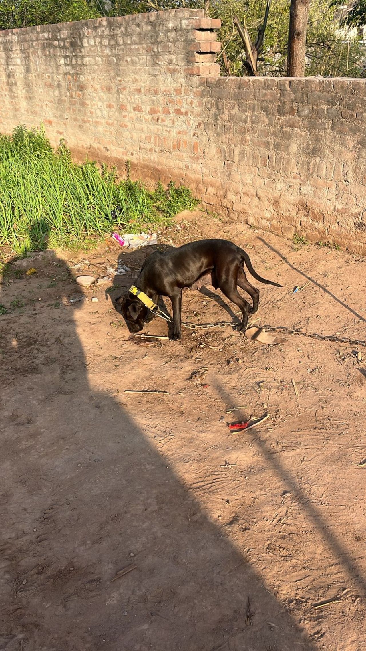 Photo of the dog