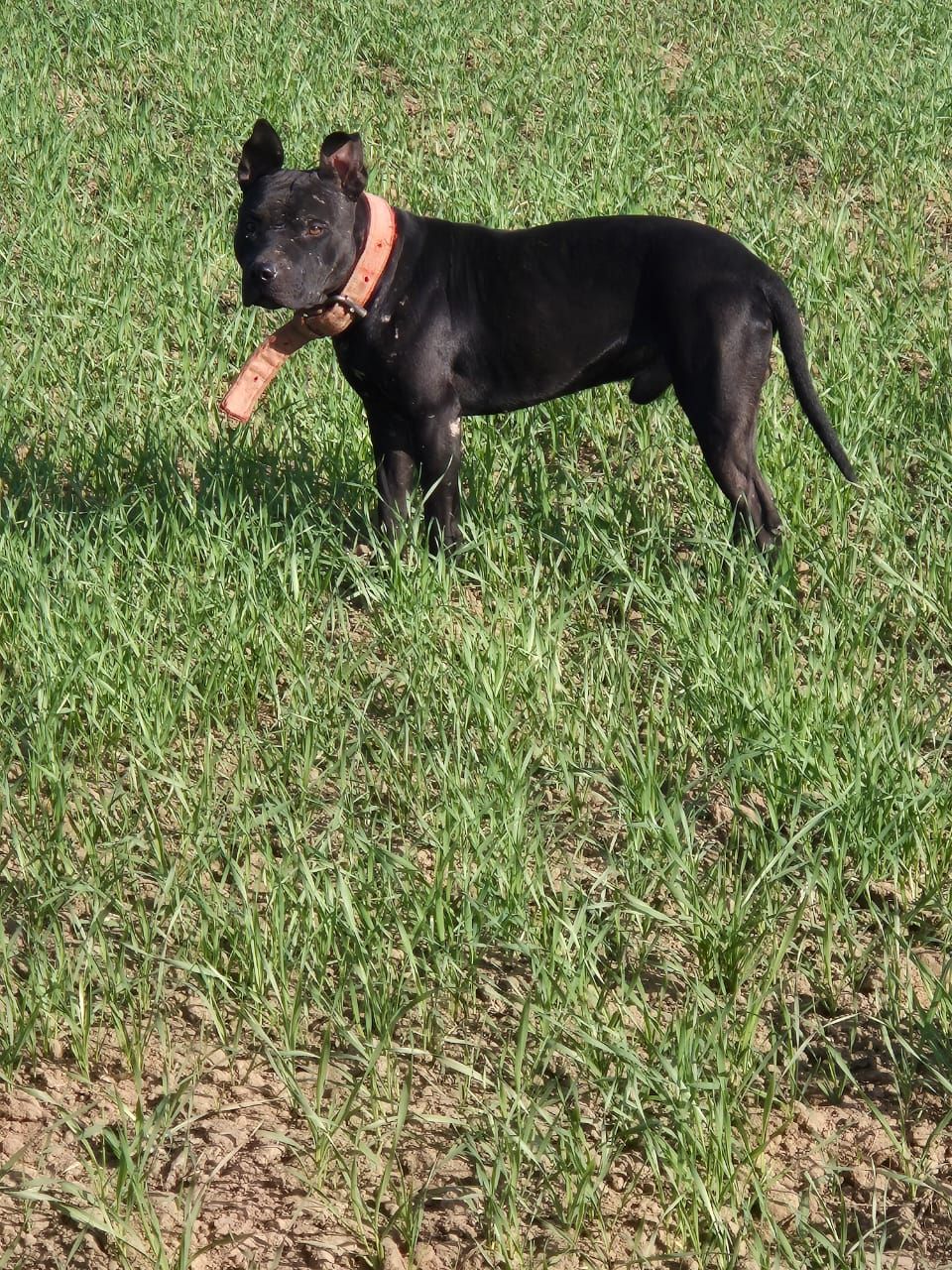 Photo of the dog