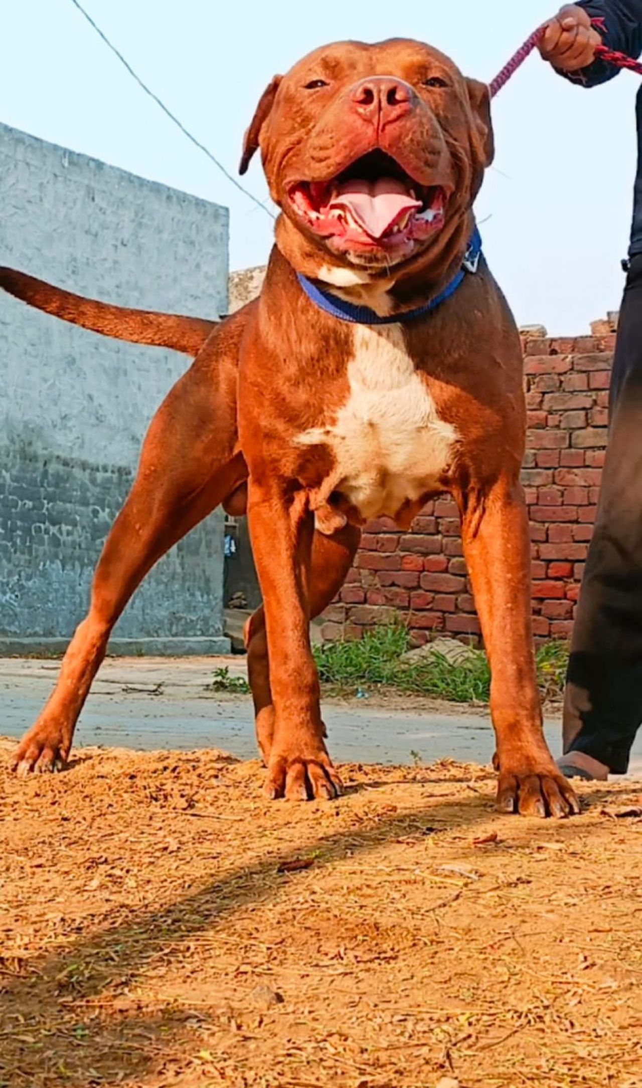 Photo of the dog