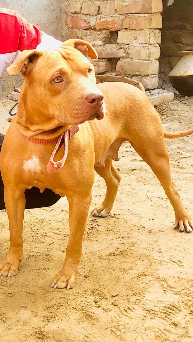 Photo of the dog