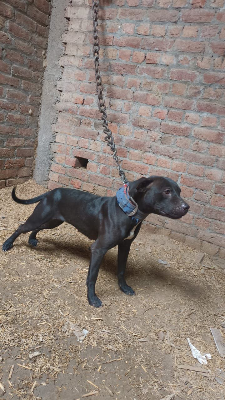 Photo of the dog