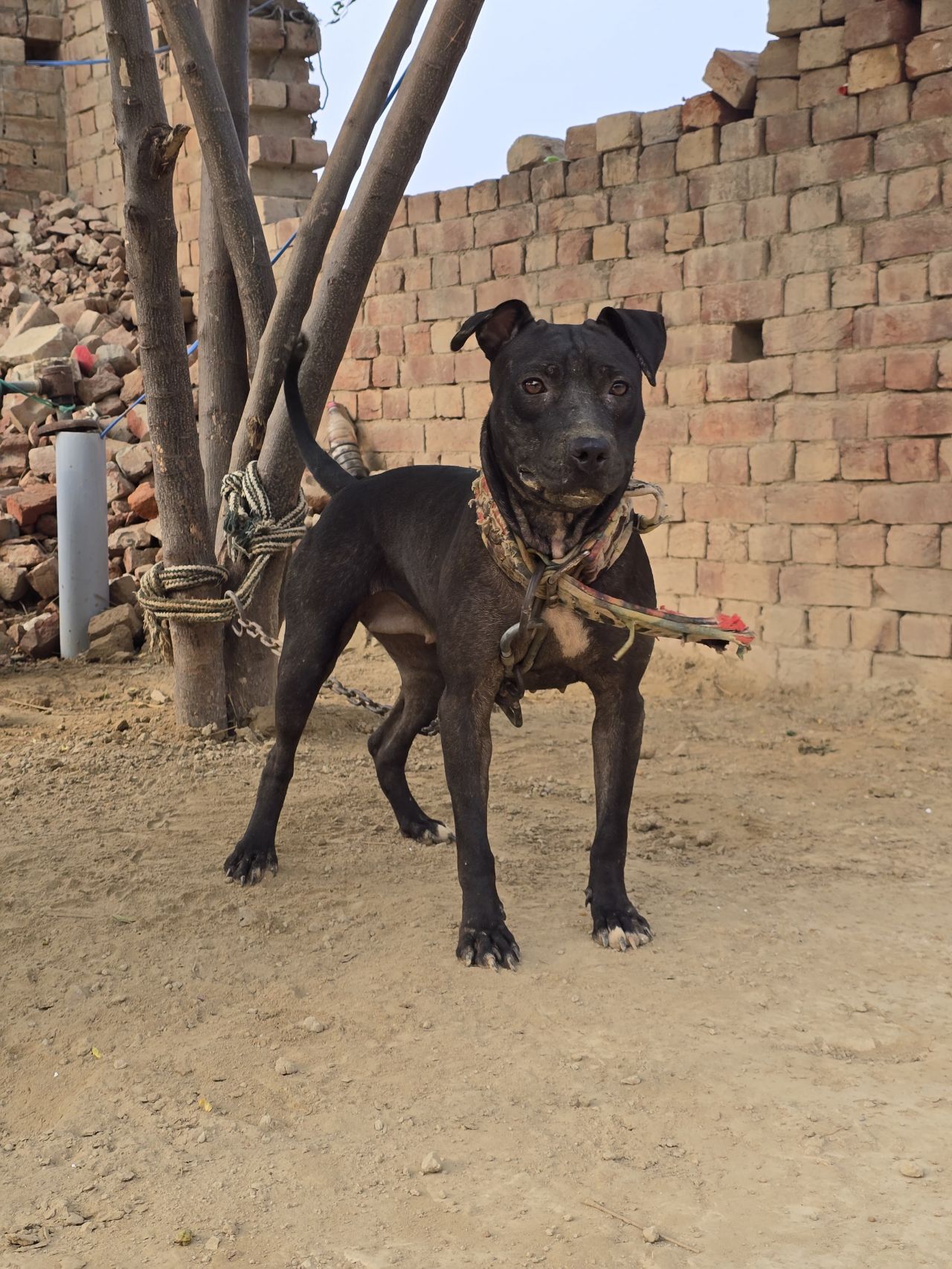 Photo of the dog