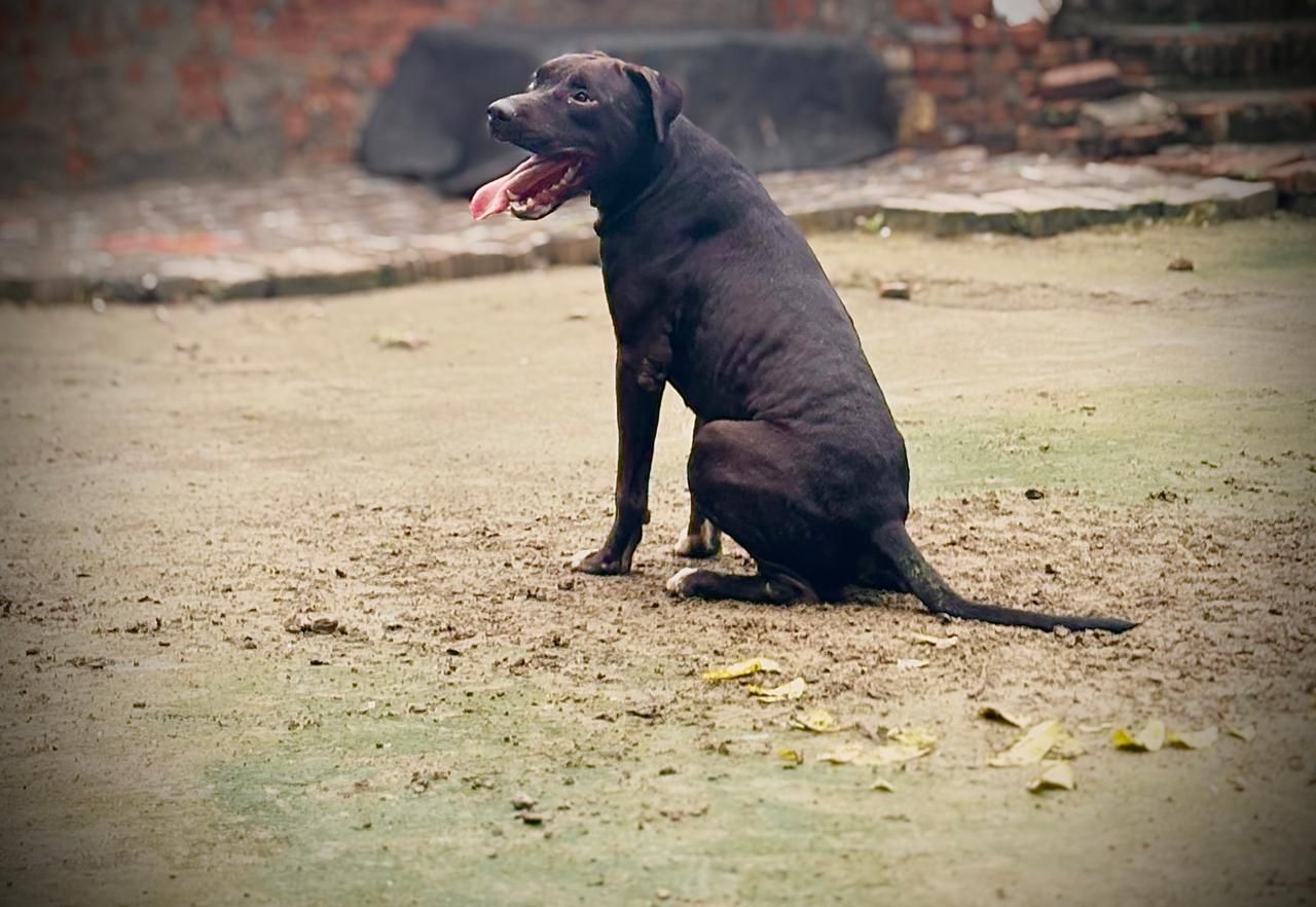 Photo of the dog