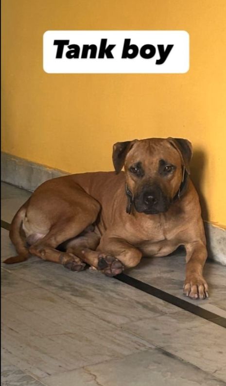 Photo of the dog