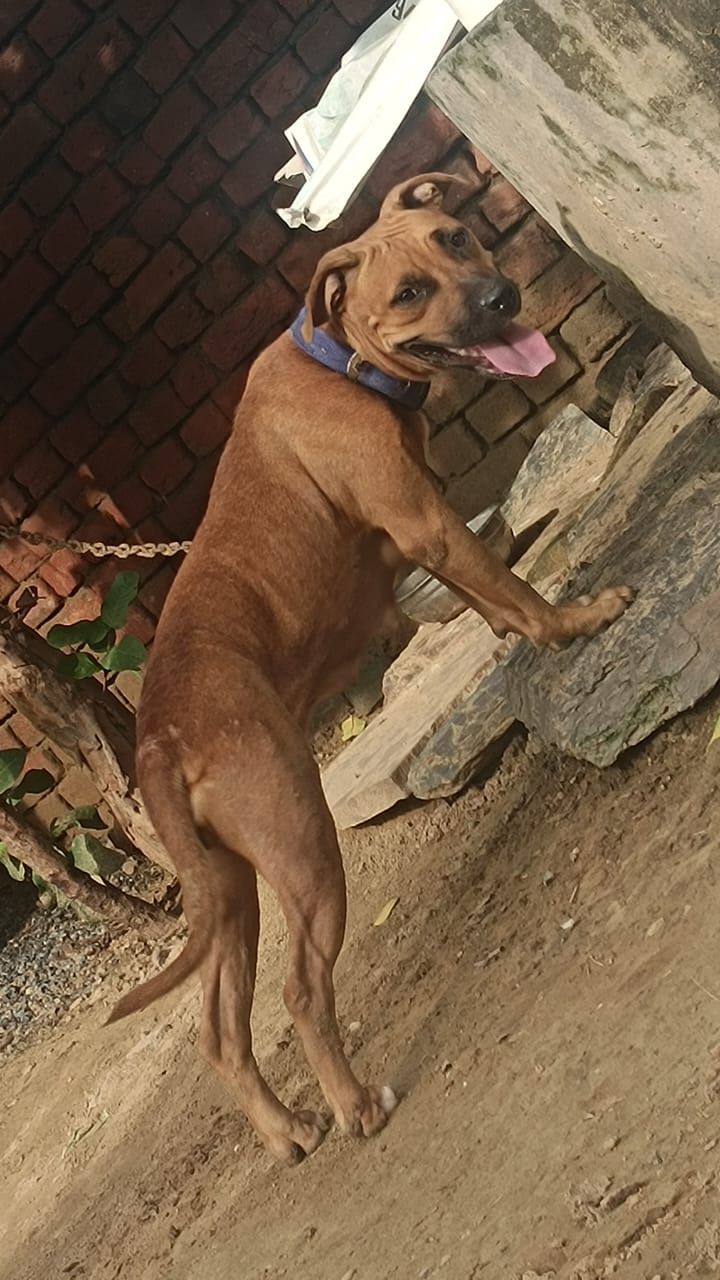 Photo of the dog