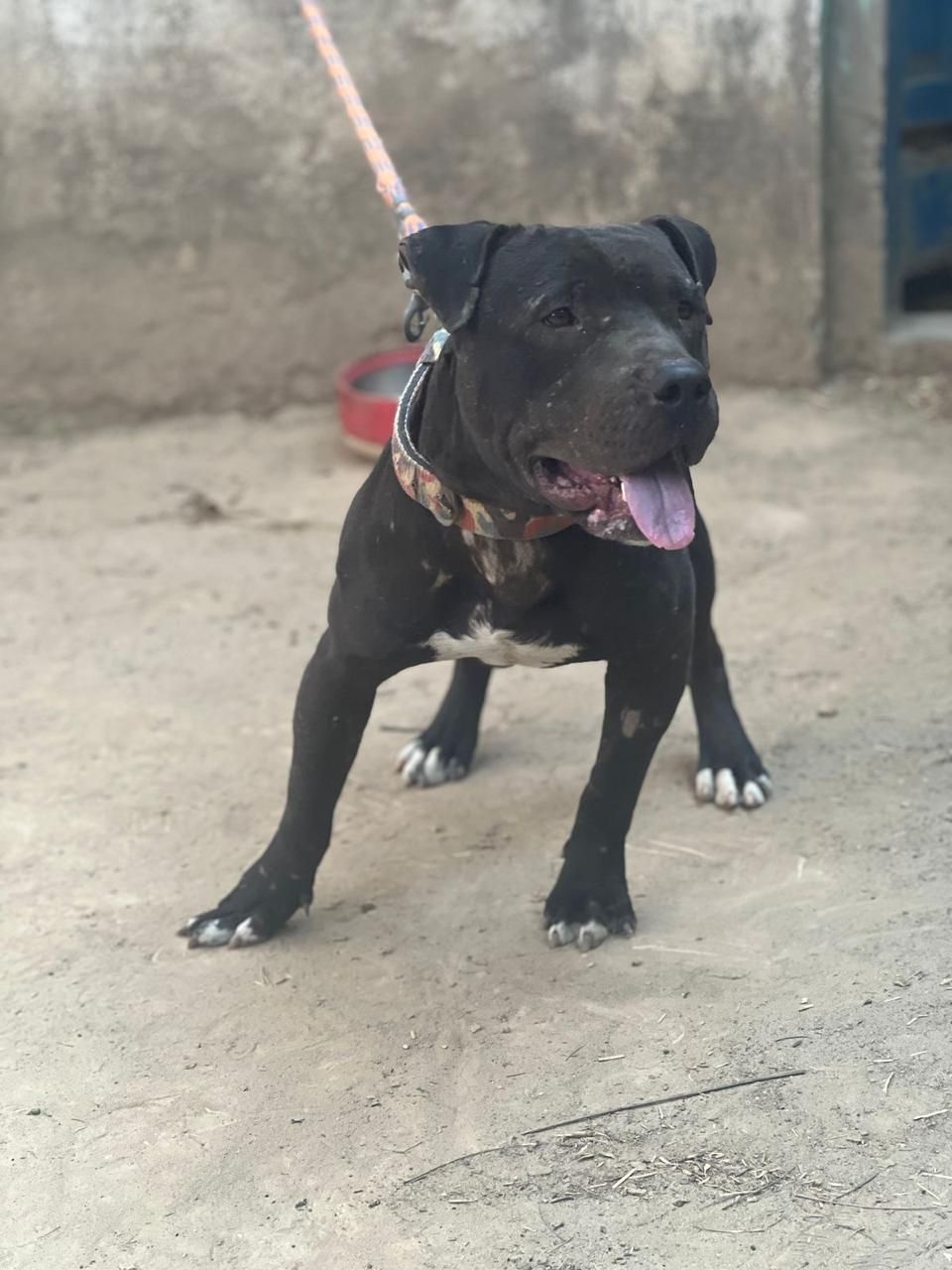 Photo of the dog