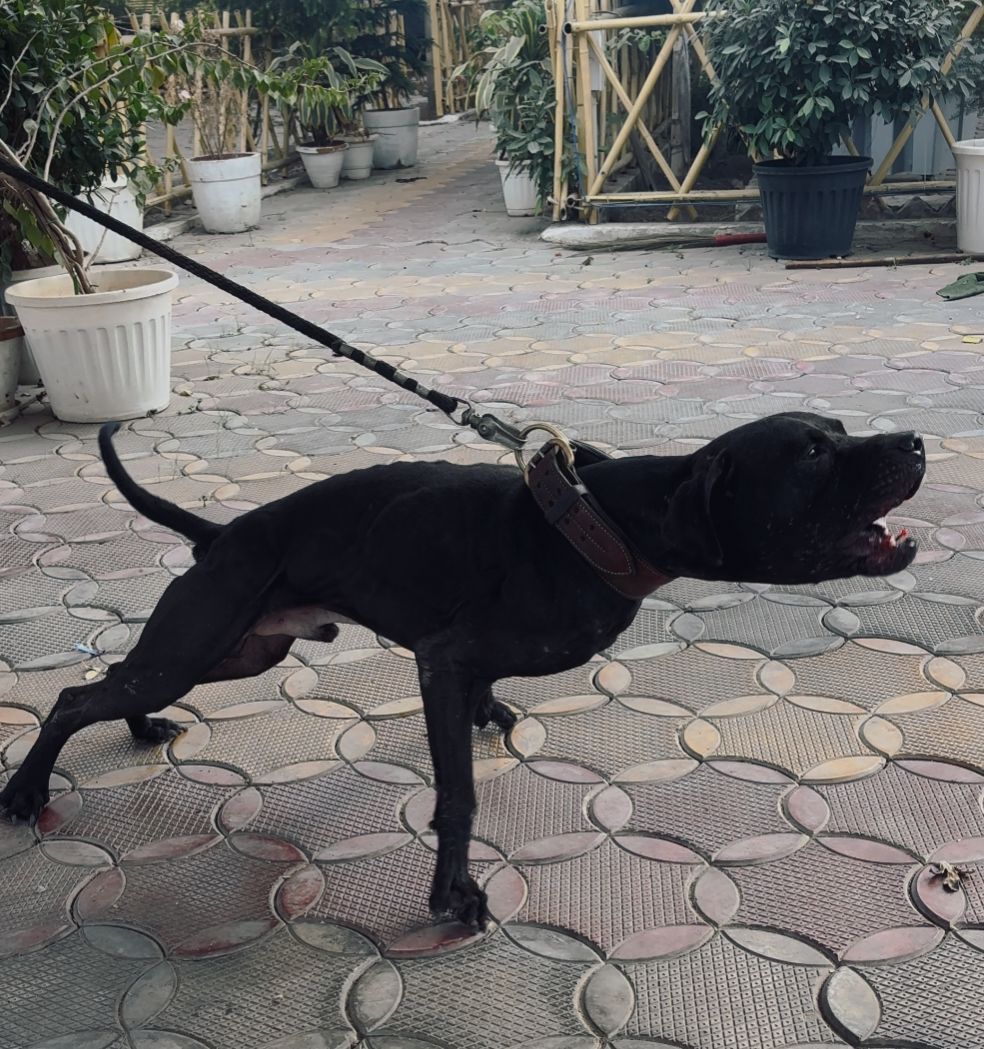 Photo of the dog