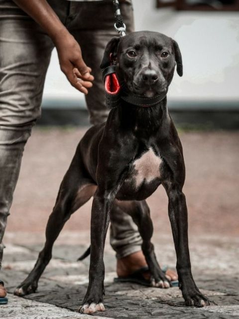 Photo of the dog