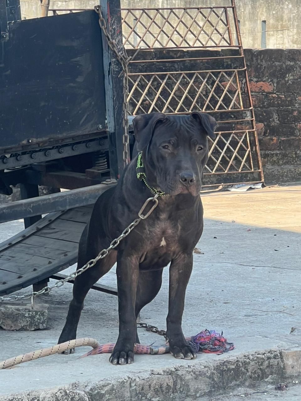 Photo of the dog