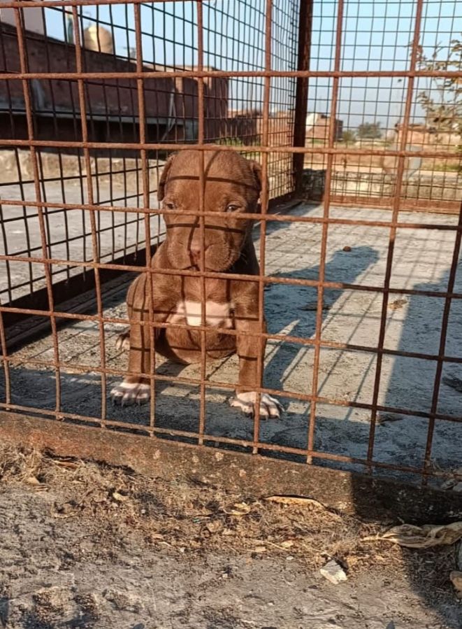 Photo of the dog