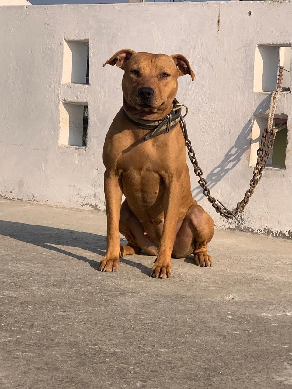 Photo of the dog