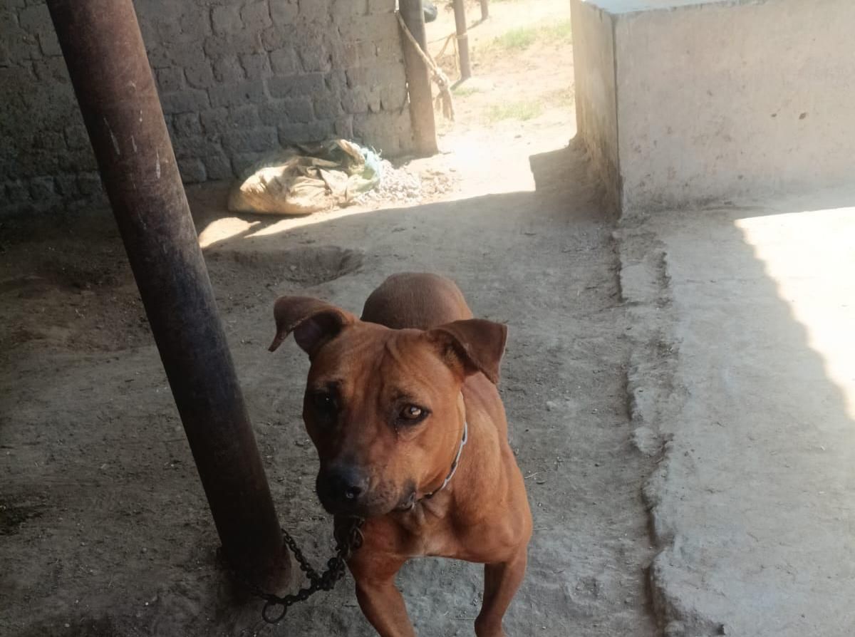Photo of the dog