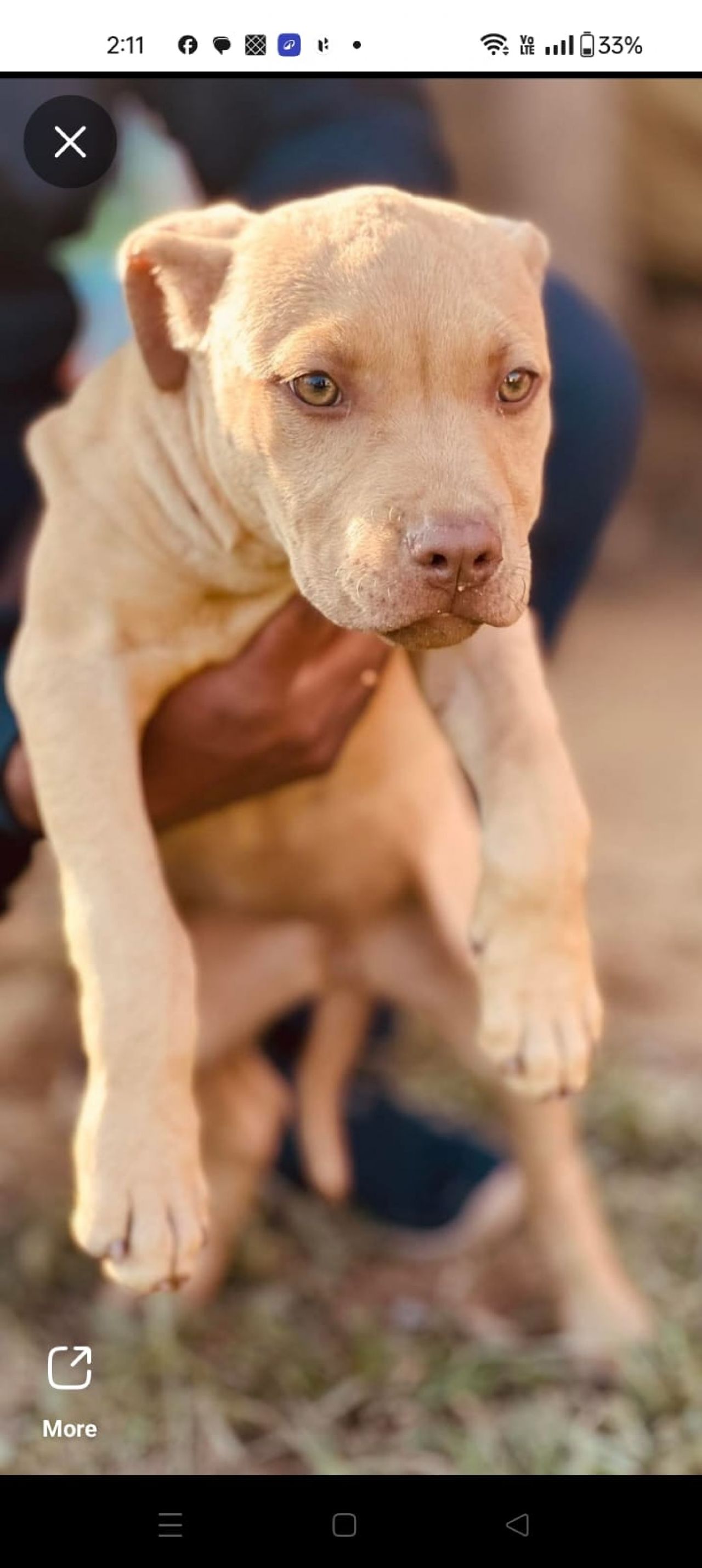 Photo of the dog