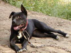 Photo of the dog