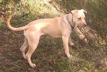 Photo of the dog