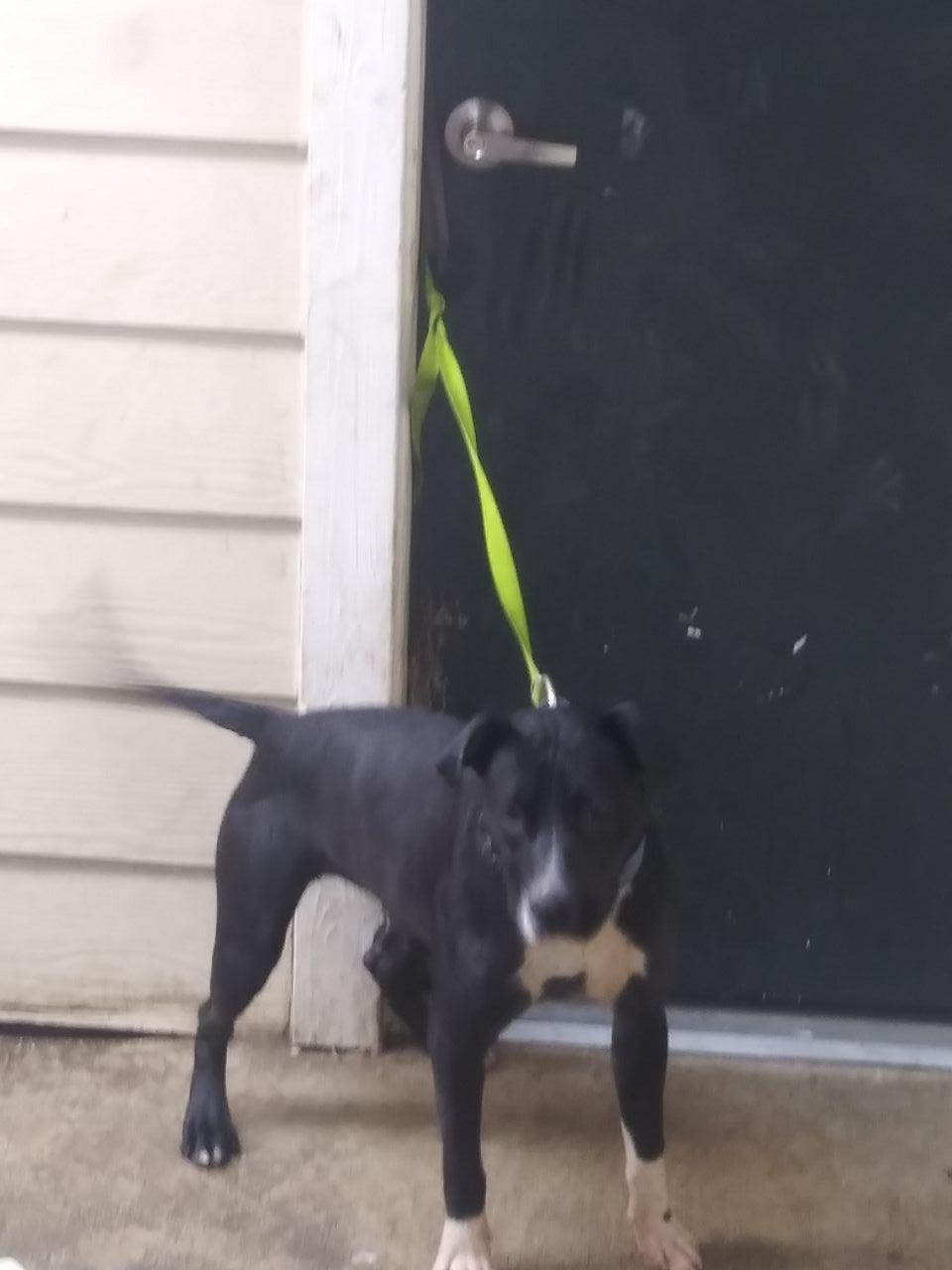 Photo of the dog