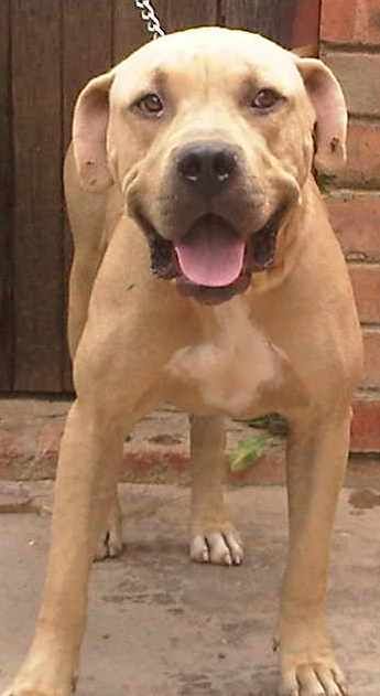 Photo of the dog
