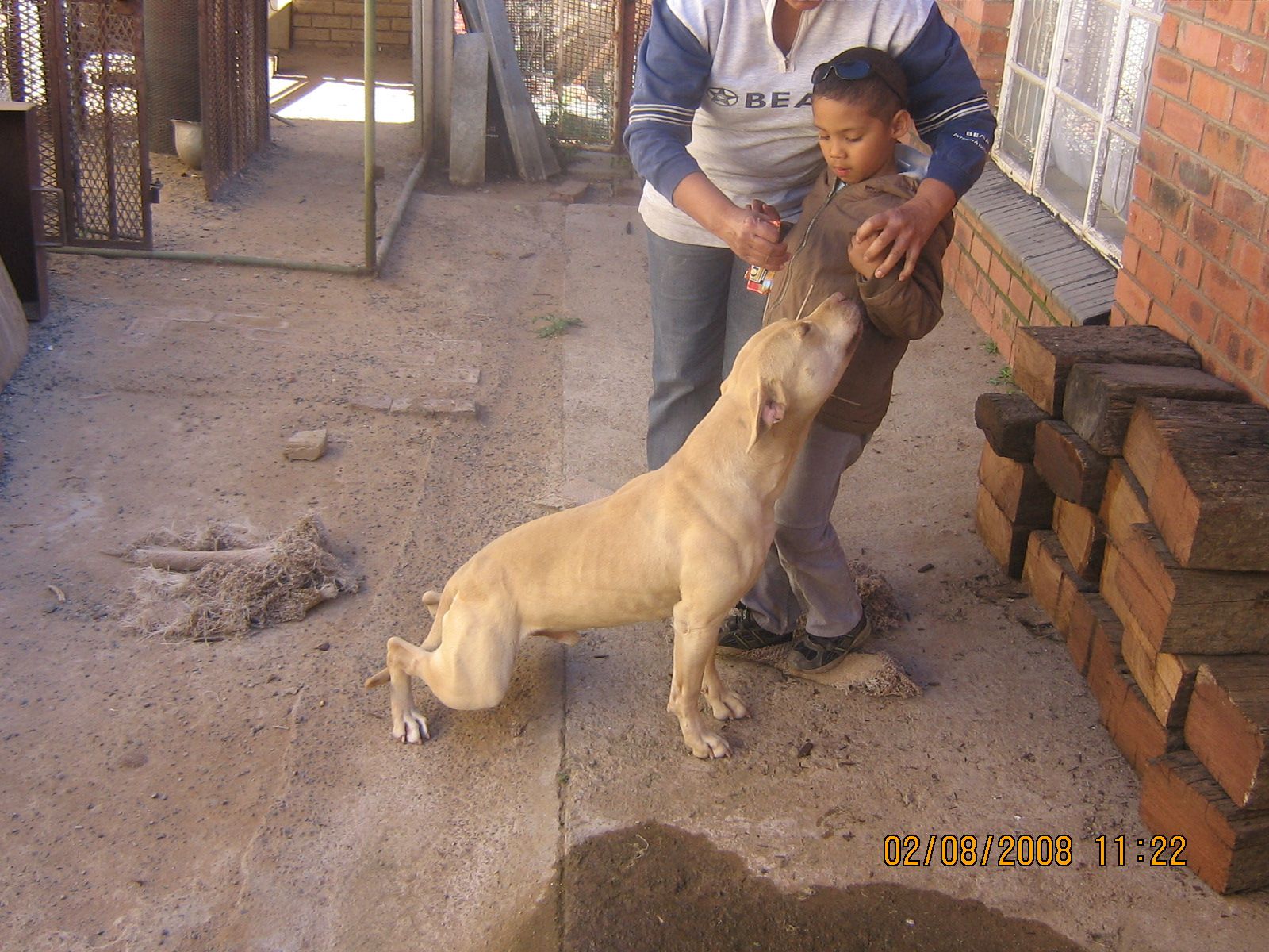 Photo of the dog