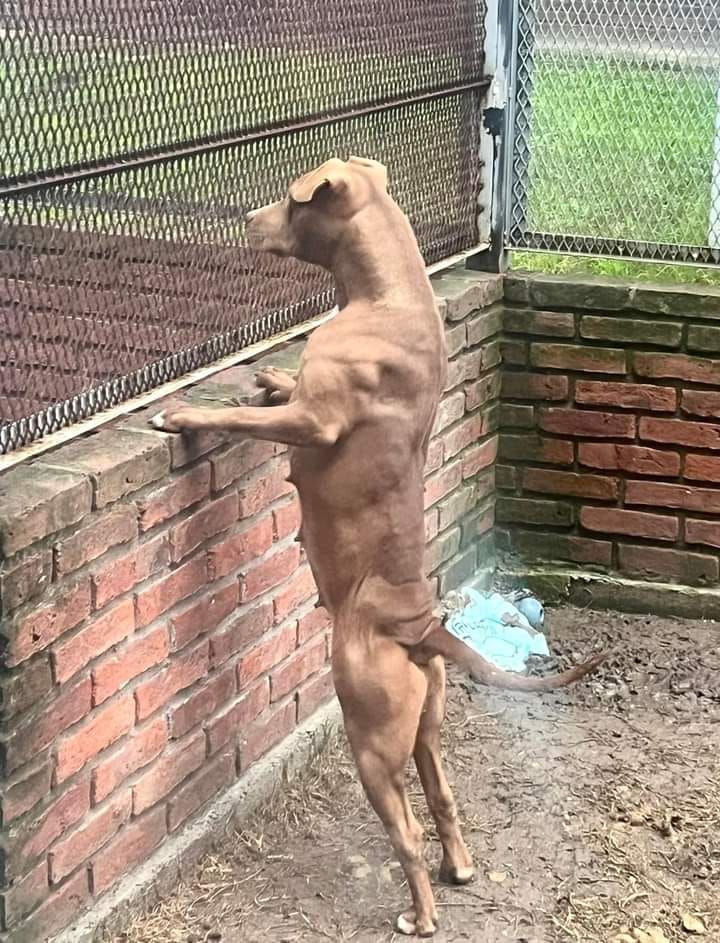 Photo of the dog