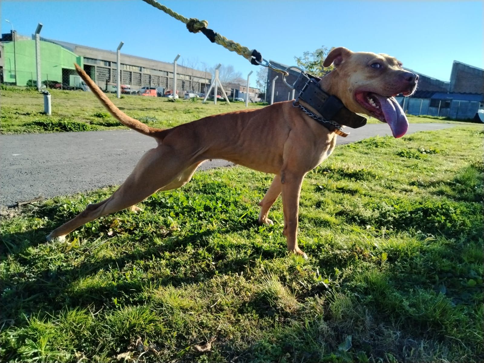 Photo of the dog