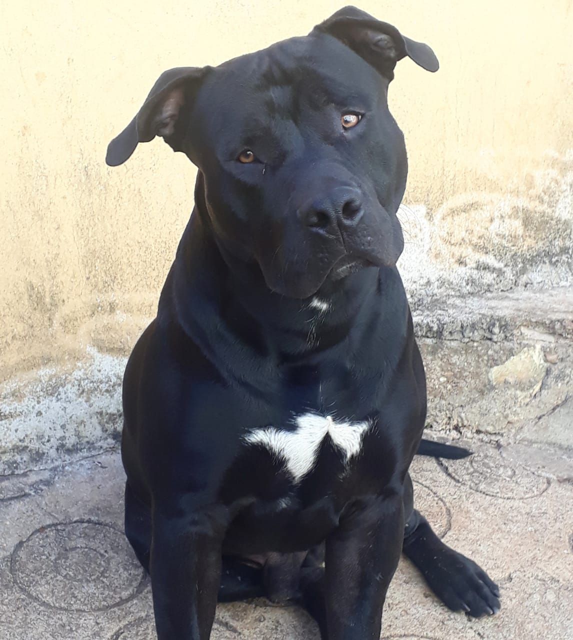 Photo of the dog