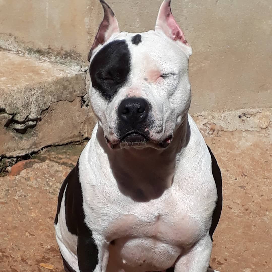 Photo of the dog