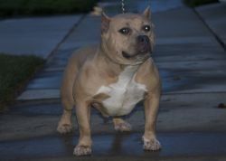 Photo of the dog