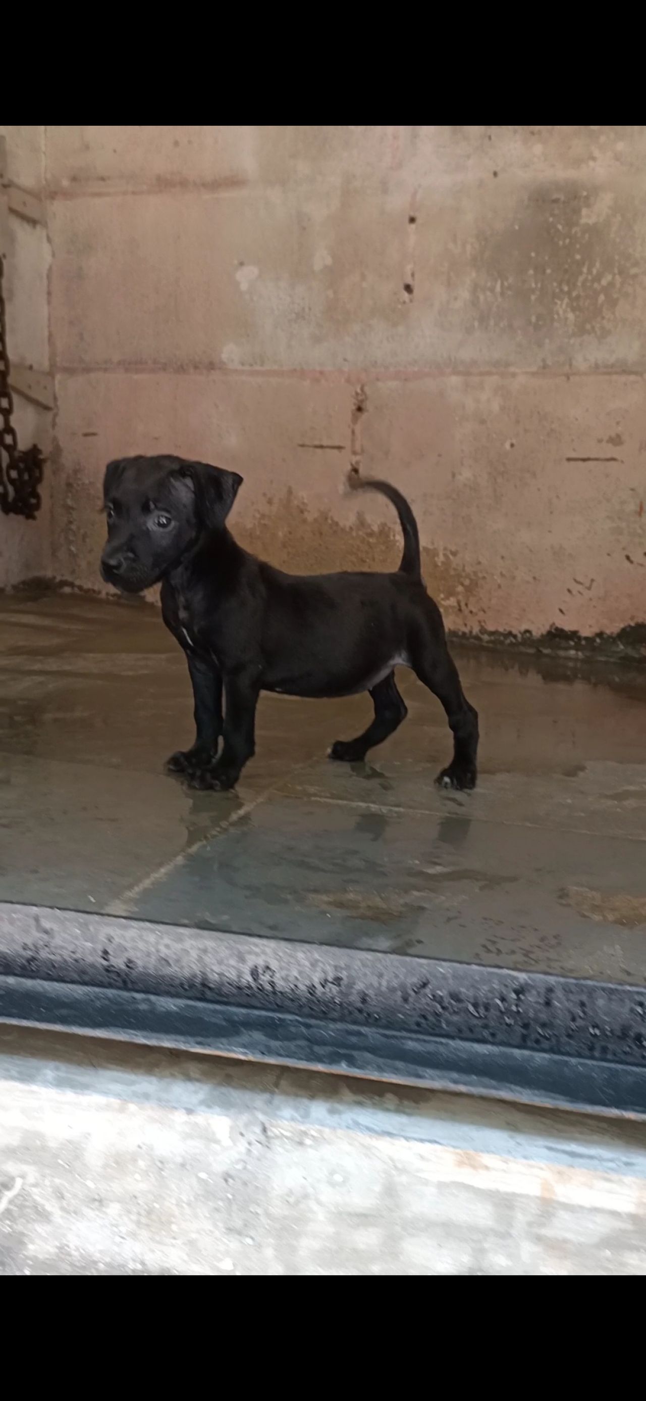 Photo of the dog
