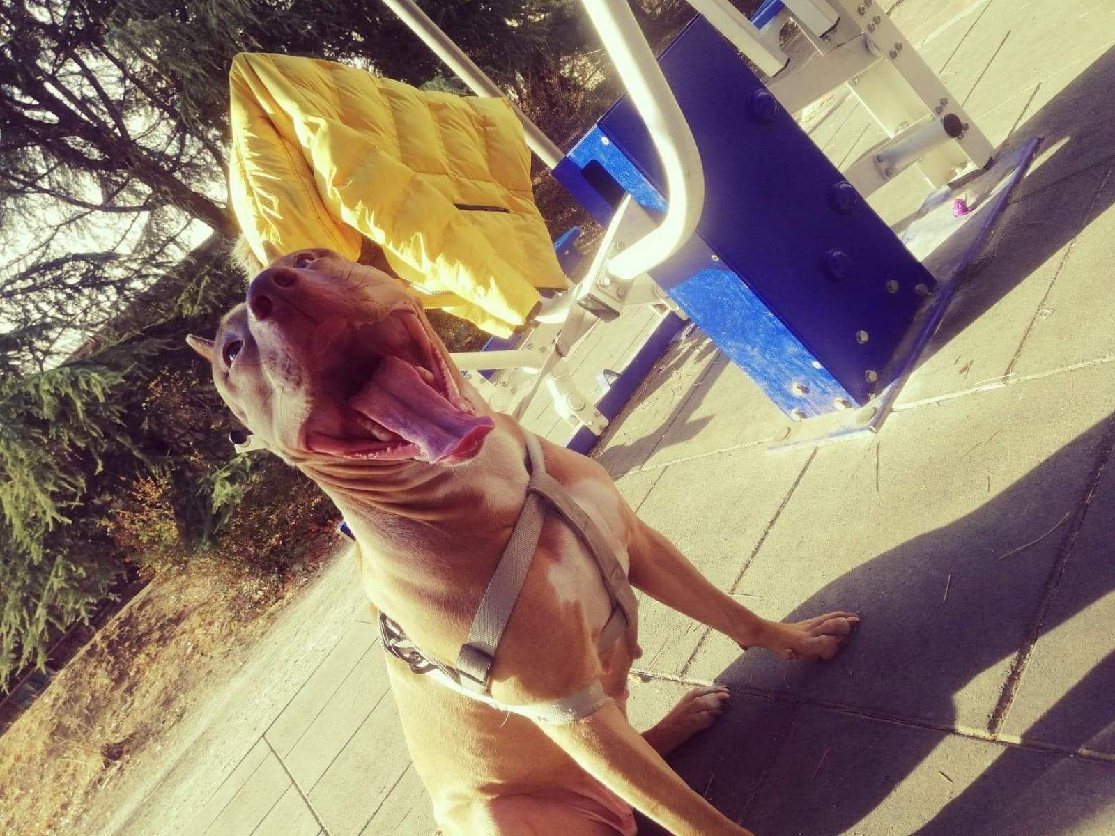 Photo of the dog