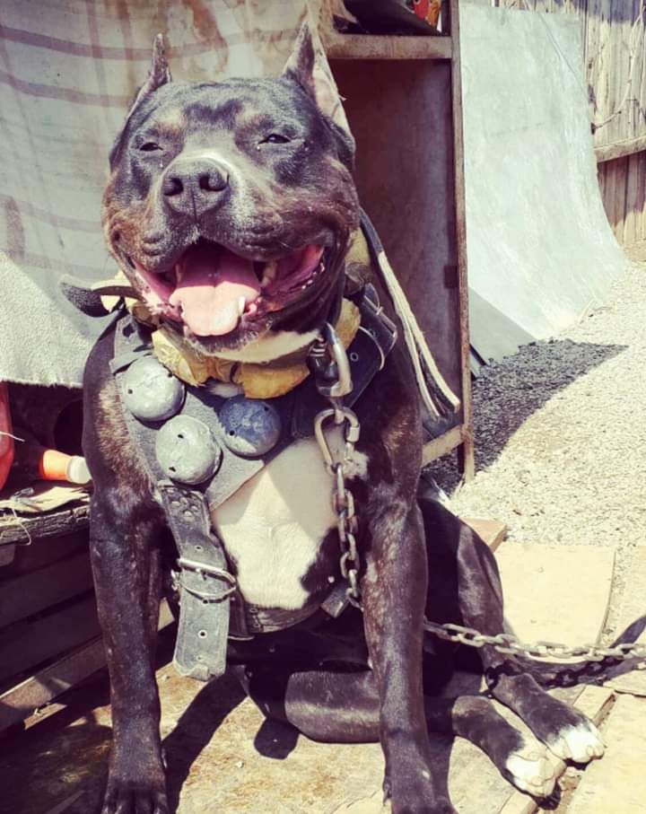 Photo of the dog