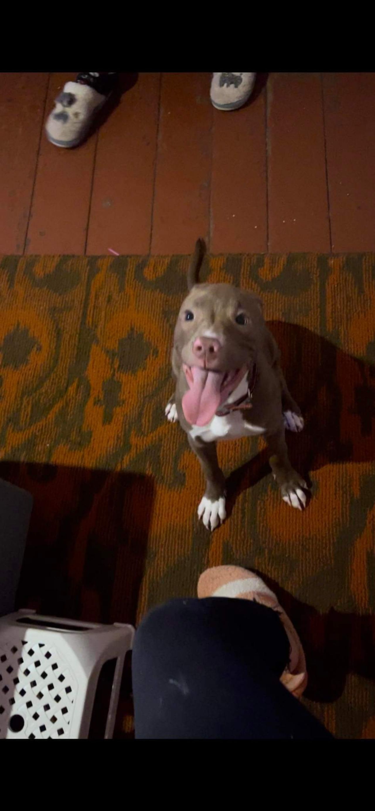 Photo of the dog