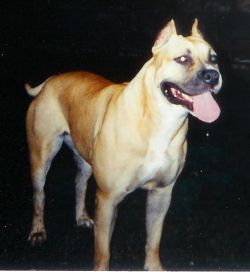 Photo of the dog