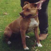 Photo of the dog
