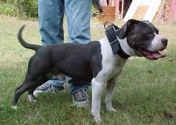 Photo of the dog