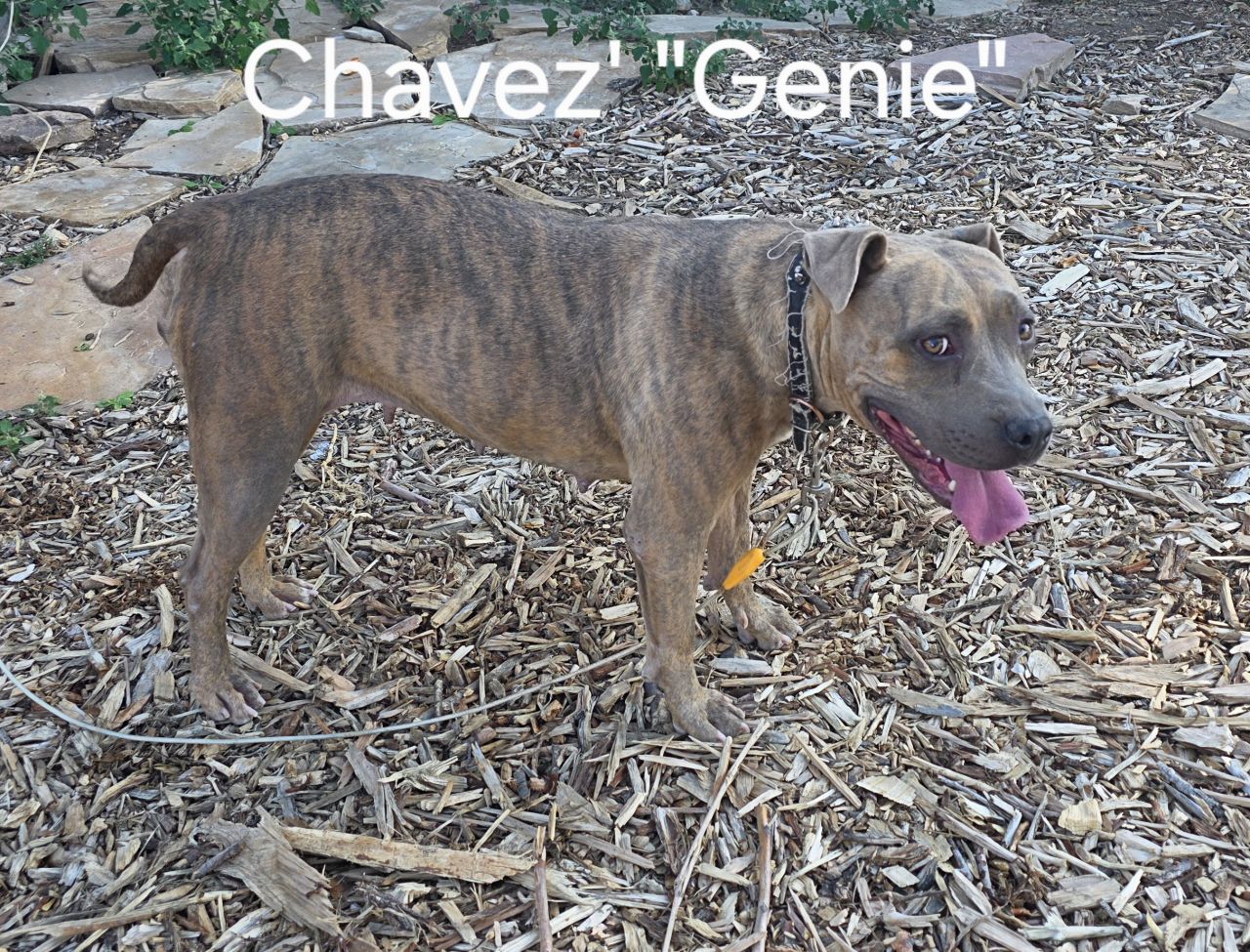 Photo of the dog