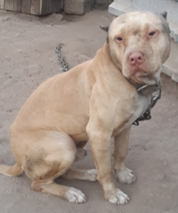 Photo of the dog