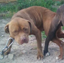 Photo of the dog