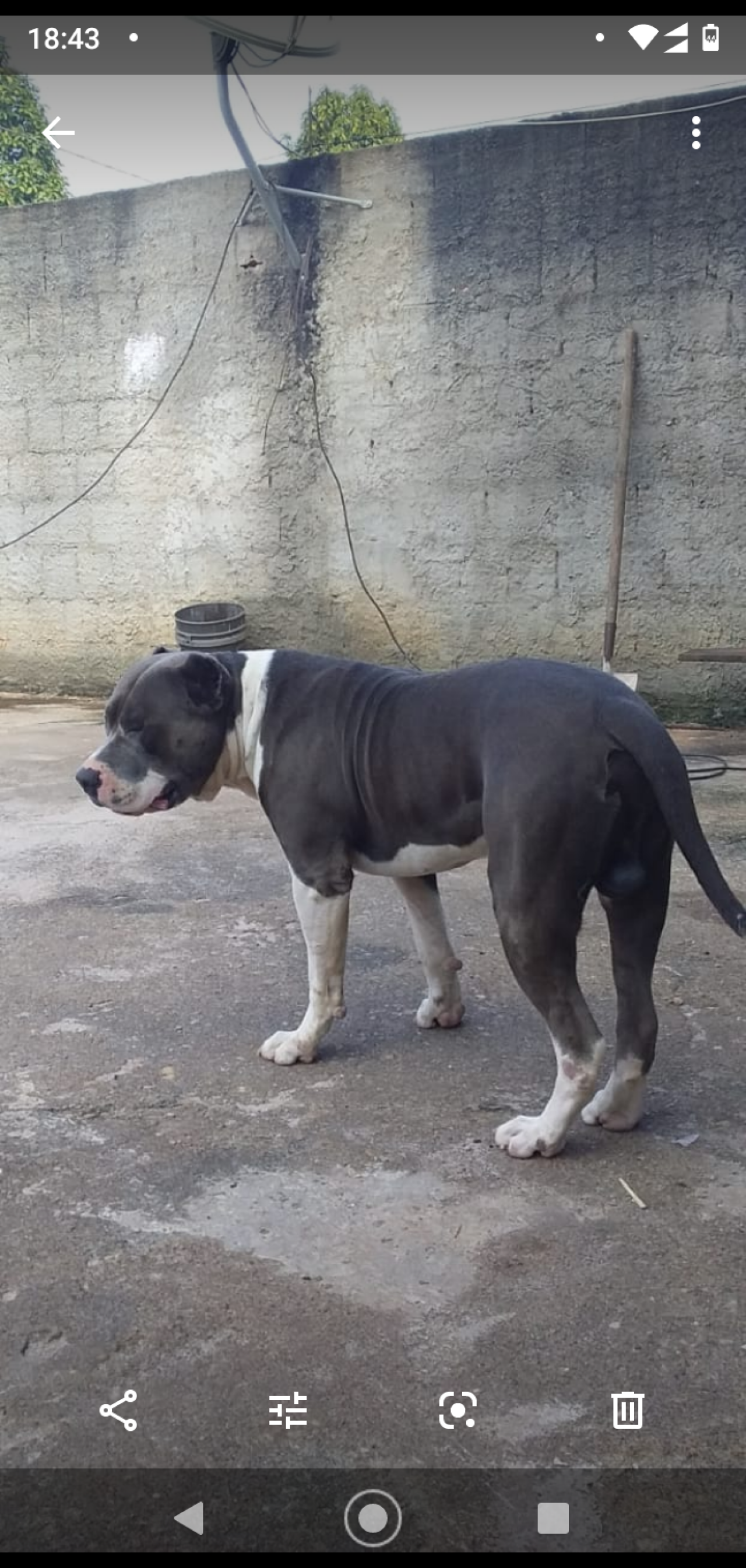 Photo of the dog