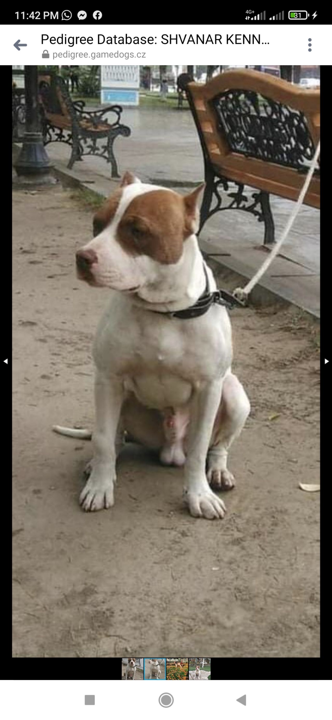 Photo of the dog