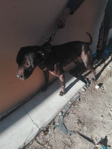 Photo of the dog