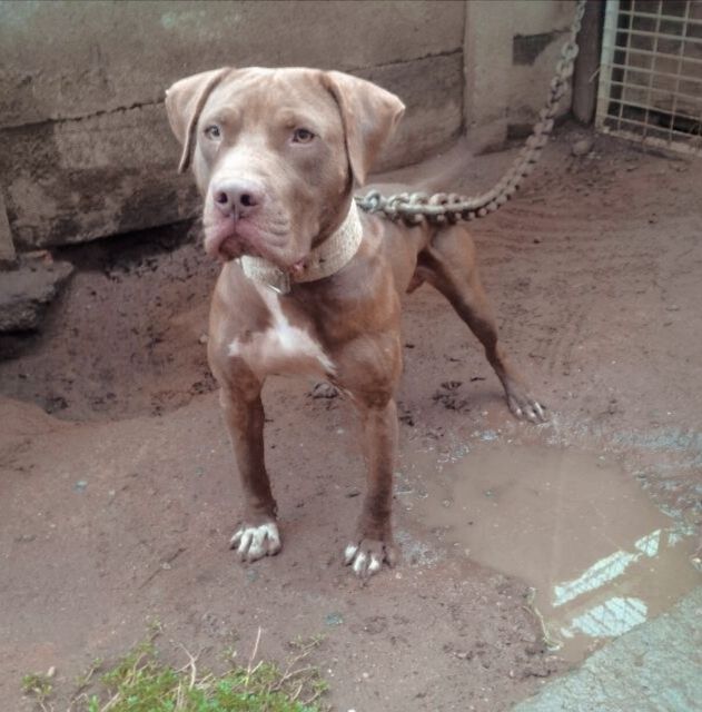 Photo of the dog