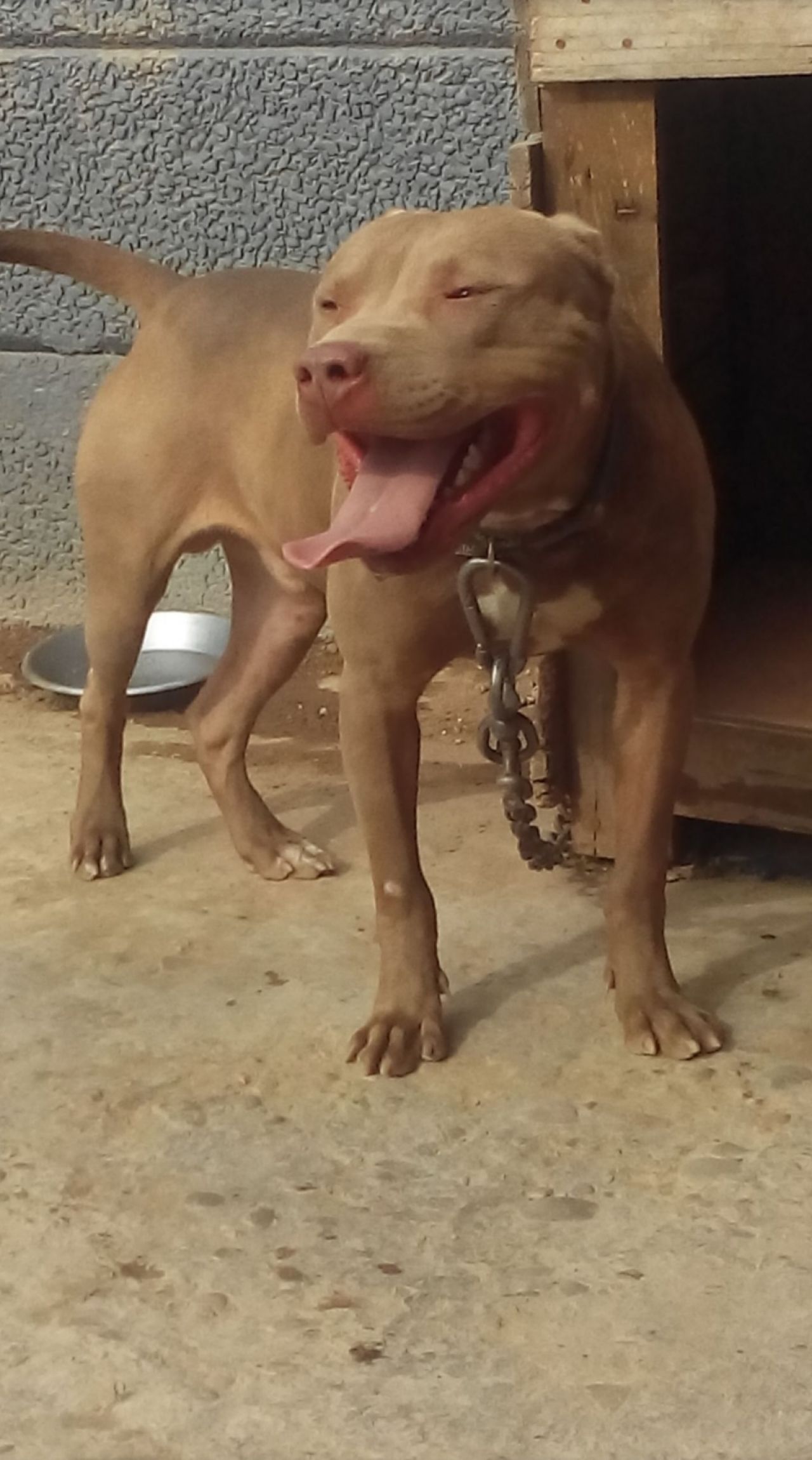 Photo of the dog
