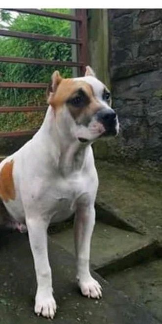 Photo of the dog