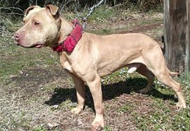 Photo of the dog