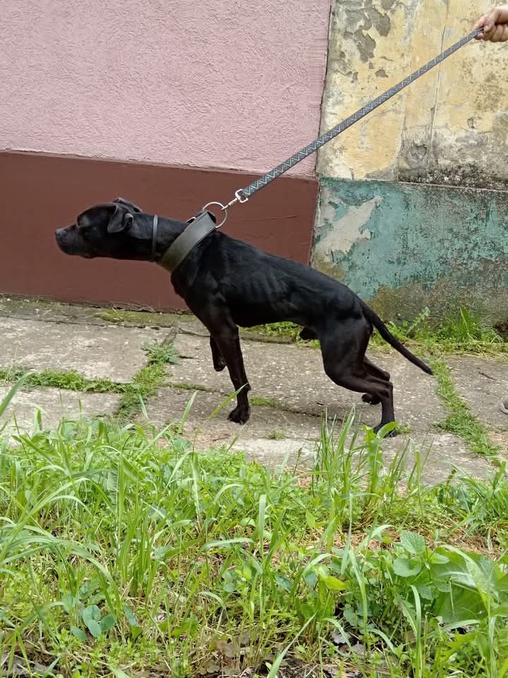 Photo of the dog